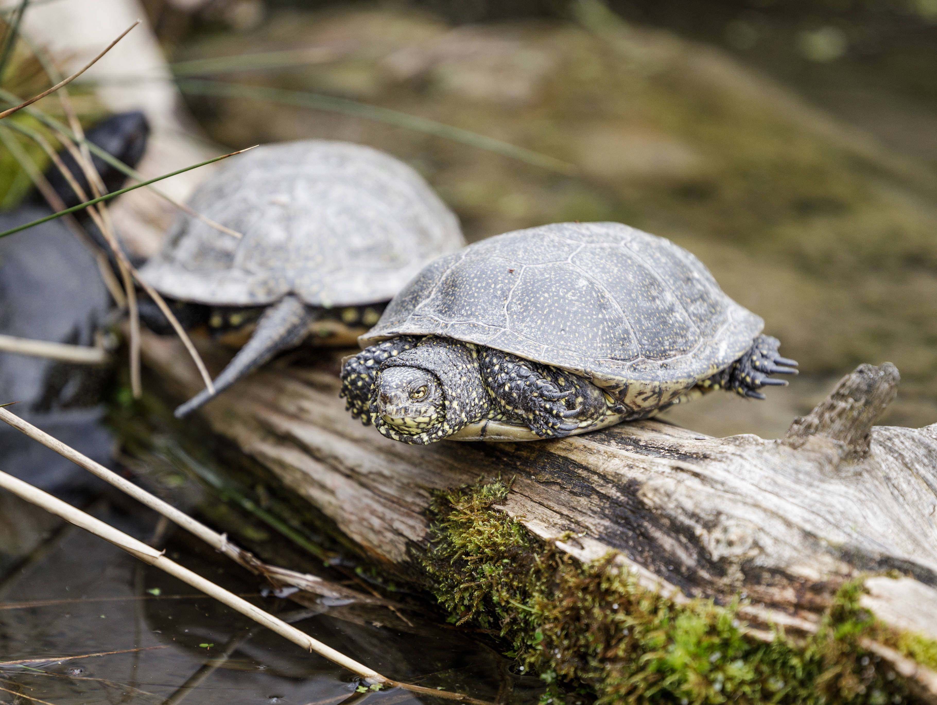 02 Europäische Sumpfschildkröte Dählhölzli Frühling