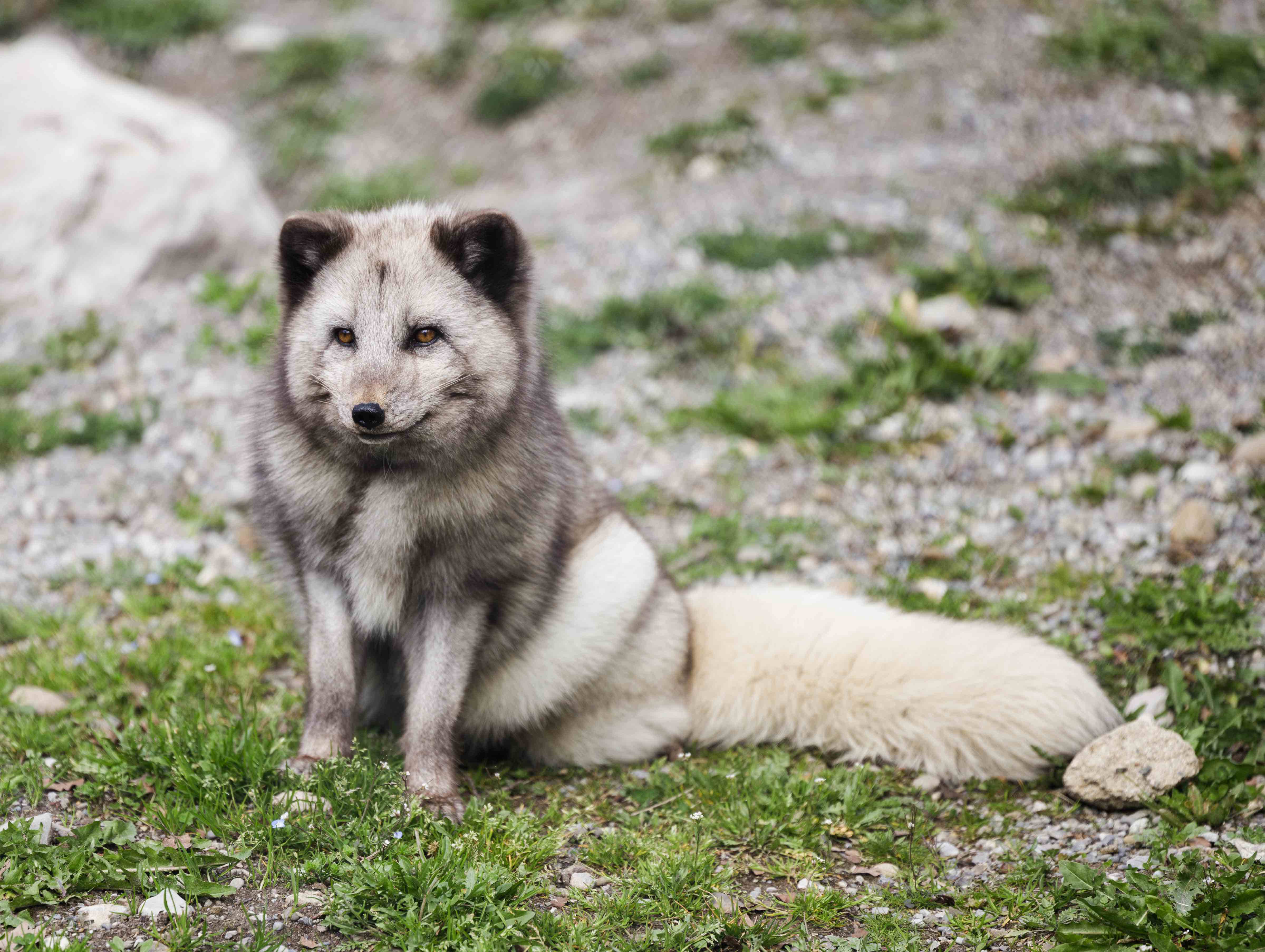 06 Eisfuchs Dählhölzli Frühling