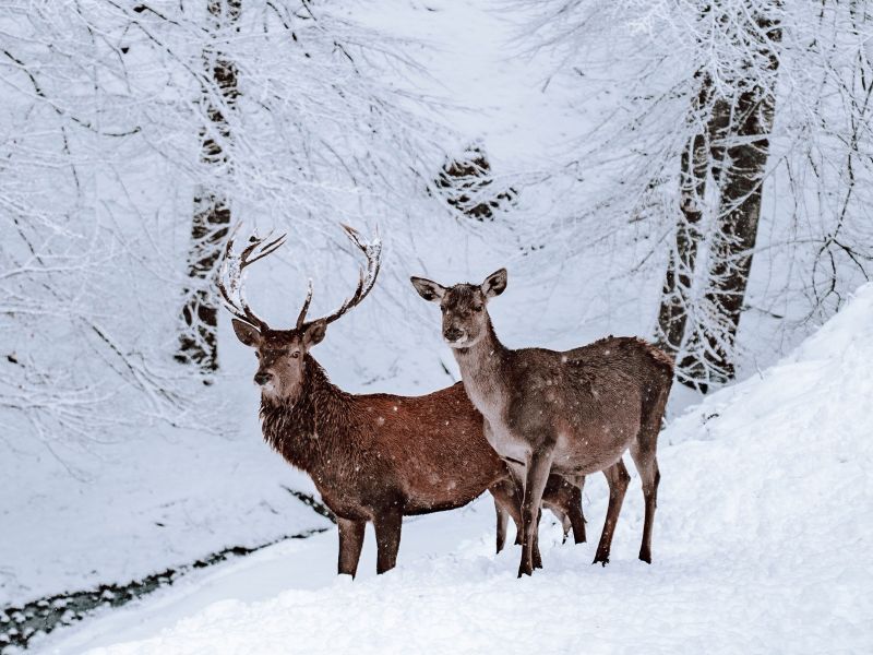 Hirsche im Wald