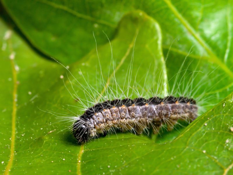 Die Raupen des Eichenprozessionsspinners mögen sonnenexponierte Eichen. Foto: Christian Fischer