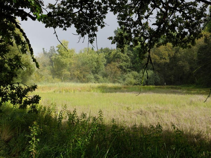 Das Widi am Waldrand bei Grächwil. Foto: Nik Egger