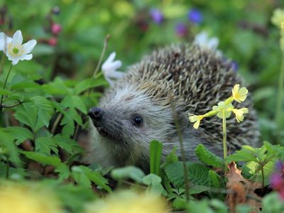 Mit den Blumen wachen auch die Igel wieder auf. Symbolbild: Pixabay