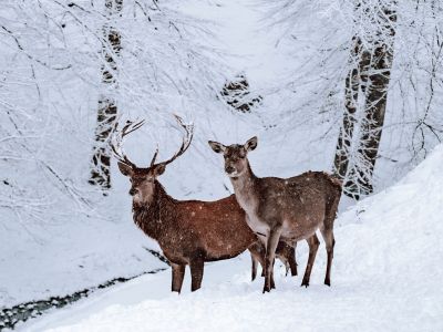 Hirsche im Wald